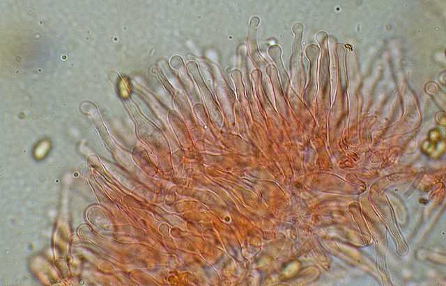 Galerina stylifera   (G.F. Atk.) A.H. Sm. & Singer